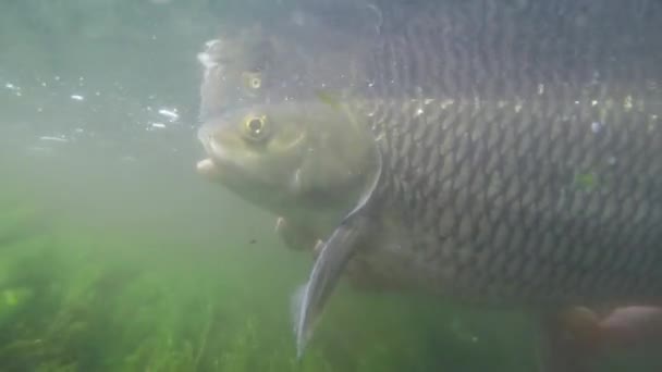 Captura y liberación de grandes peces chub — Vídeo de stock