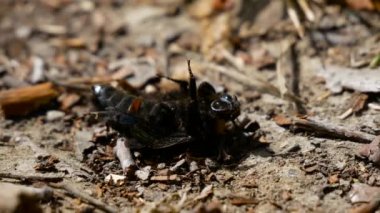 Birkaç karınca yiyen beatle