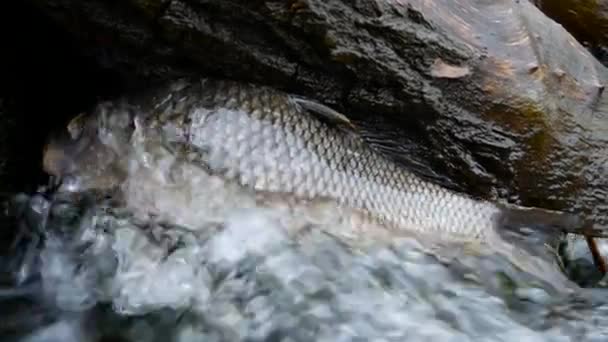 Мертвої риби в потік — стокове відео