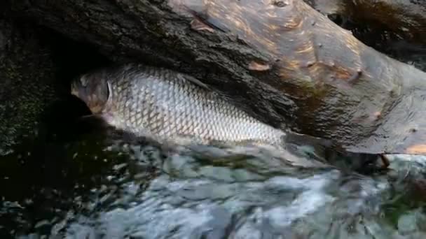 Primer plano de los peces muertos en el río — Vídeos de Stock