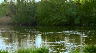 Birçok Rüzgar Nehri yakınında böcekler sinek