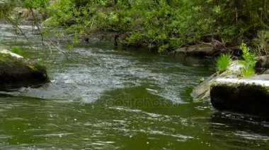 Ormanın içinde büyüleyici Nehri akış