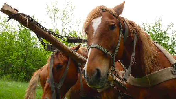 Diepgang dorp rode paarden — Stockvideo