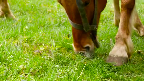 Caballo de jengibre comiendo hierba verde en el prado — Vídeo de stock