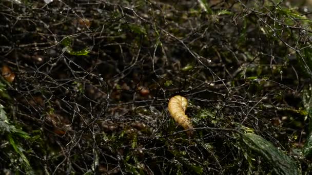 Incect dans une herbe d'eau — Video