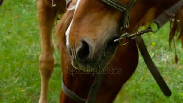 Vieux cheval mangeant de l'herbe verte 