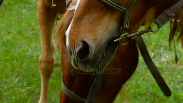 Vieux cheval mangeant de l'herbe verte — Video