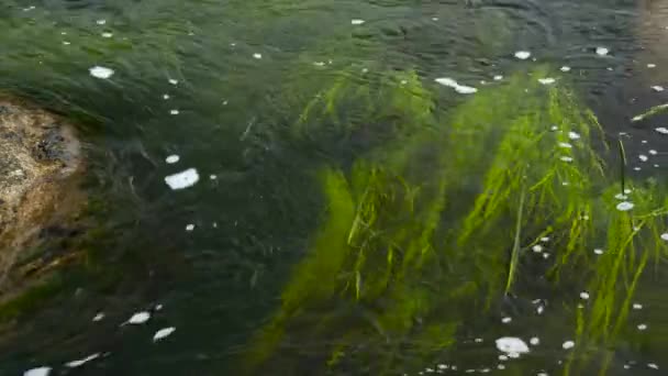 Rivier stream watergrass steen — Stockvideo