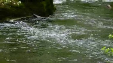 Vahşi fantezi bahar Nehri