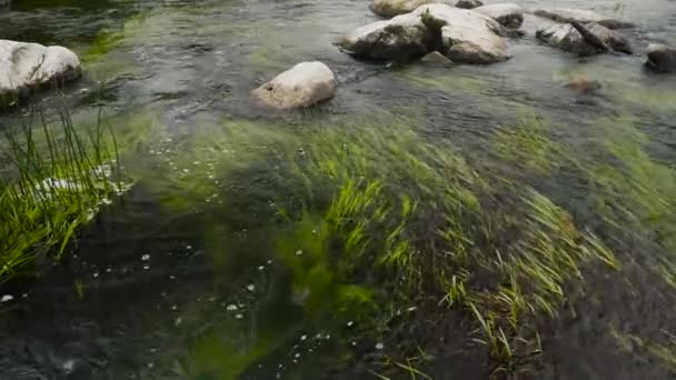 Pietre di erba dell'acqua in un fiume — Video Stock