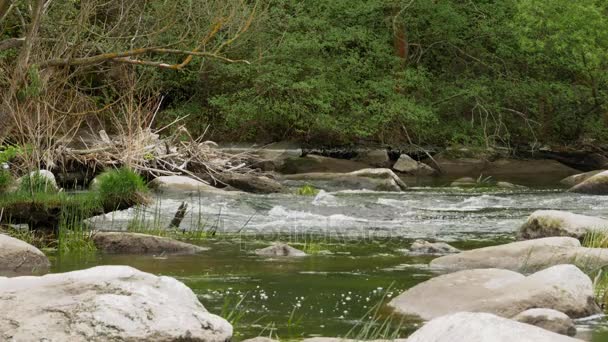 Bosque salvaje encantador río — Vídeo de stock