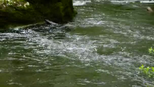 Дика фентезі весняна річка — стокове відео