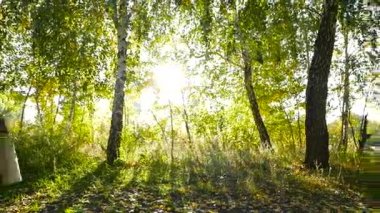 Ormanın içinde düğün