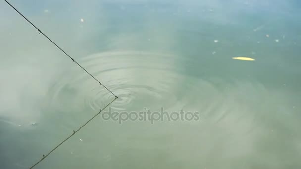 Punta de caña de pescar en la superficie del agua — Vídeos de Stock