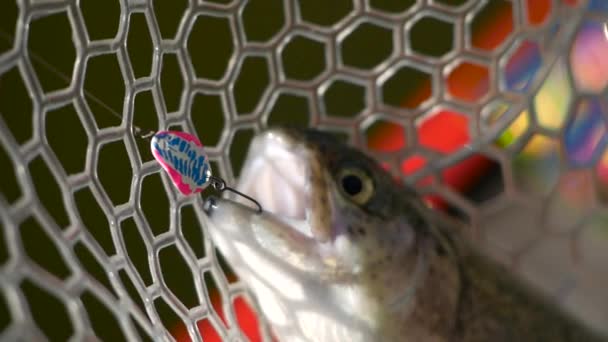 Truite arc-en-ciel prise dans le filet de pêche avec leurre ultraléger — Video