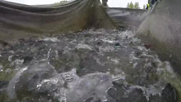 Många regnbåge fisk i kläckeriet netto — Stockvideo