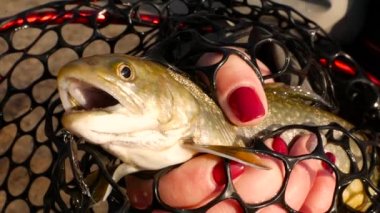 Kız el bir char balık tutar