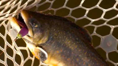 Büyük char balık Balık balıkçılık kaşıkla ağı