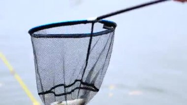 Balıkçı alır alabalık Balık ağı içinde yakaladı.