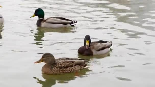 Ducks in a city pound — Stock Video