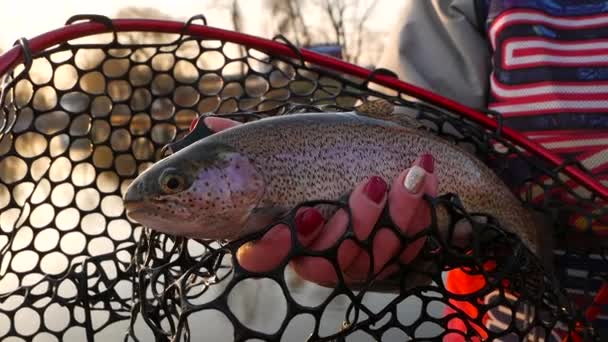 Trout Fishing. Char fish — Stock Video