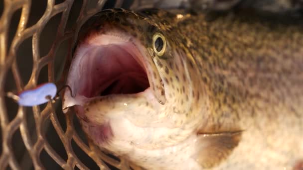 Truta arco-íris em uma rede de silício de pesca com colher de área de pesca — Vídeo de Stock