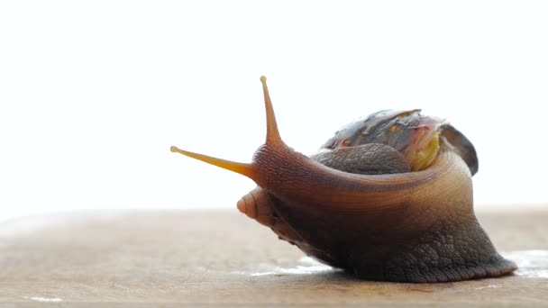 Big snail with long eyes on the white background — Stock Video