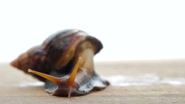 Grande caracol marrom na mesa de madeira e fundo branco — Vídeo de Stock