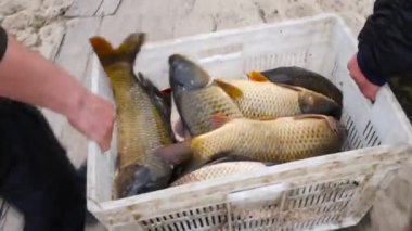 Balık yetiştiriciliği. Kutusunda büyük carps