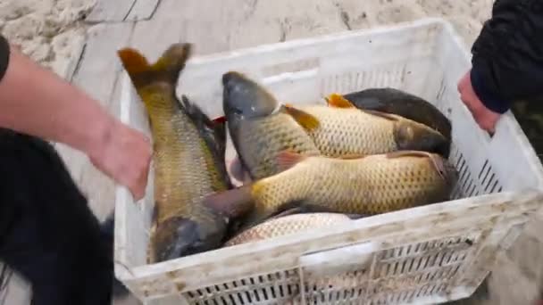 La piscicultura. Grandes carpas en la caja — Vídeo de stock