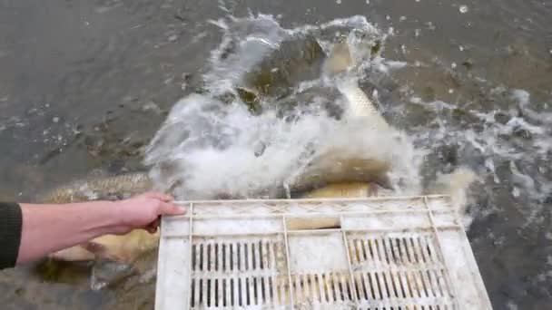 Grandes peces de carpa en el agua. piscicultura — Vídeo de stock
