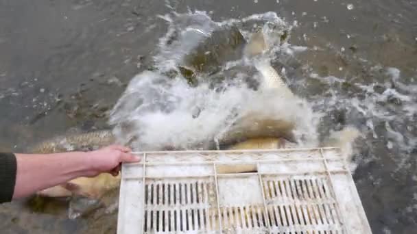 Gros poisson carpe dans l'eau. Élevage — Video