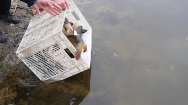 Libération de carpes communes et d'herbes dans l'eau. Élevage 