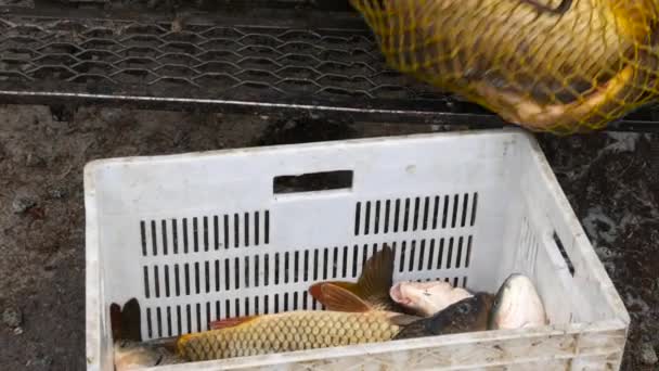 Große Karpfenfische fangen und in die Angelbox legen — Stockvideo