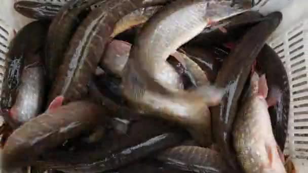 Primer plano de muchos peces lucio en una libra piscicultura — Vídeo de stock