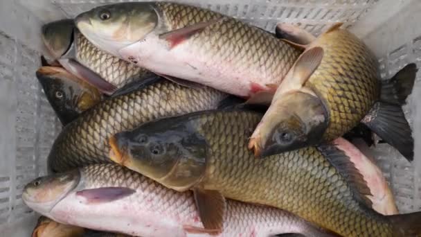 Close up of live common and grass carp fish