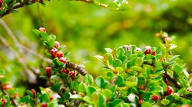 İş yerinde closeup arı