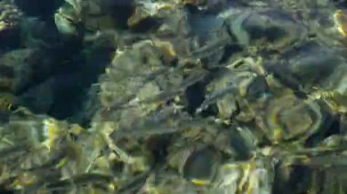 Red Sea'deki/daki mercan resif üzerinde surace altında küçük balık