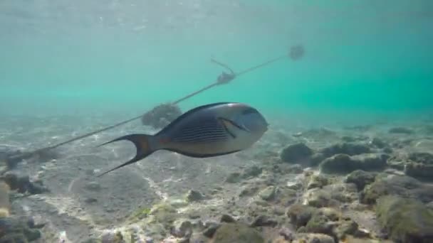 海の魚は水中を色します。 — ストック動画