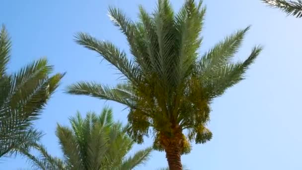 Финиковые пальмы с плодами — стоковое видео