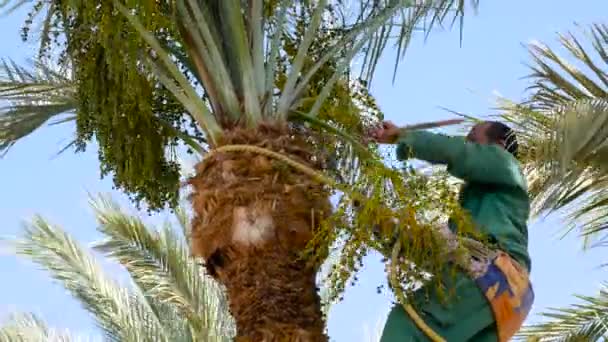 Styckning unga datum frukter från palm — Stockvideo