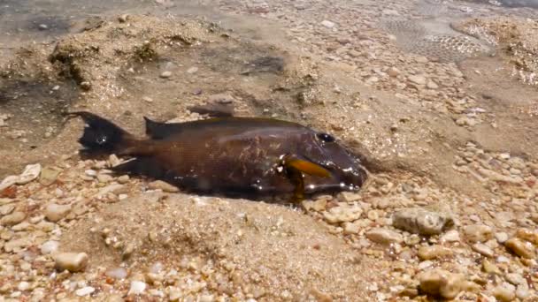 Dode vis op het strand — Stockvideo