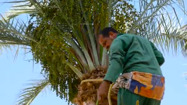 Садовник чистит пальмы — стоковое видео