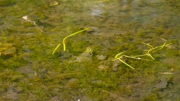 Groene kikker bewaakt haar nest in het water — Stockvideo