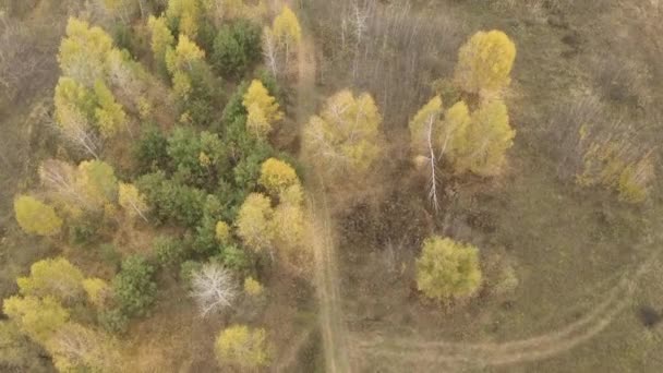 Coloridos colores otoñales en forma de bosque arriba, capturados con un dron. — Vídeos de Stock