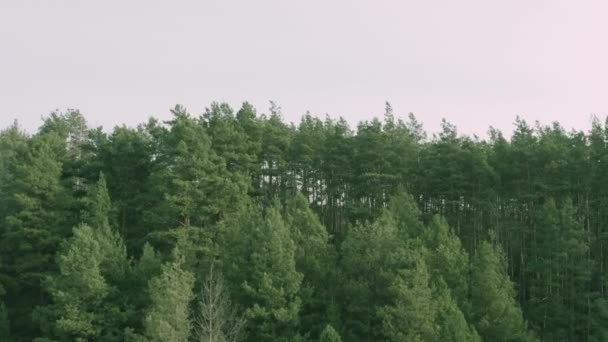 Zdjęcia dronów z jesiennego lasu sosnowego — Wideo stockowe