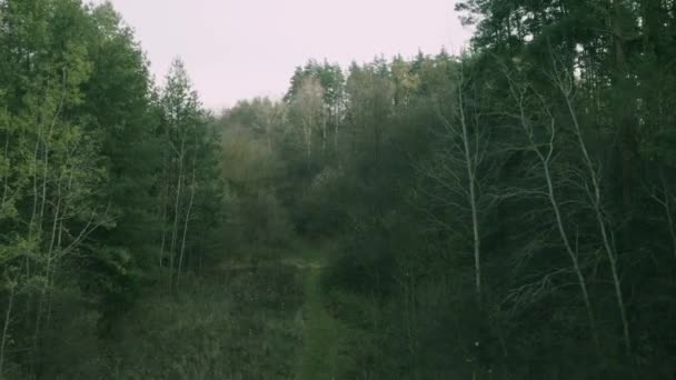 Wiosna sosna las powietrze widok z dronem — Wideo stockowe