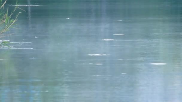 Mayfly sitting on the surface of water, stuck by the surface tension. Struggling to get free, but efforts are futile, will die here soon. Beautiful but symbolic of futility of lifes brief struggle — 비디오