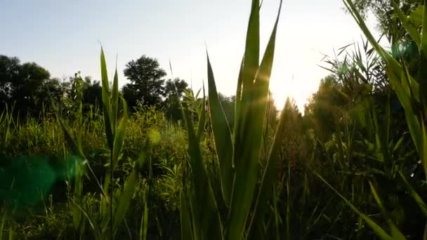 Miła młoda dama idzie wieczorem na ryby. — Wideo stockowe