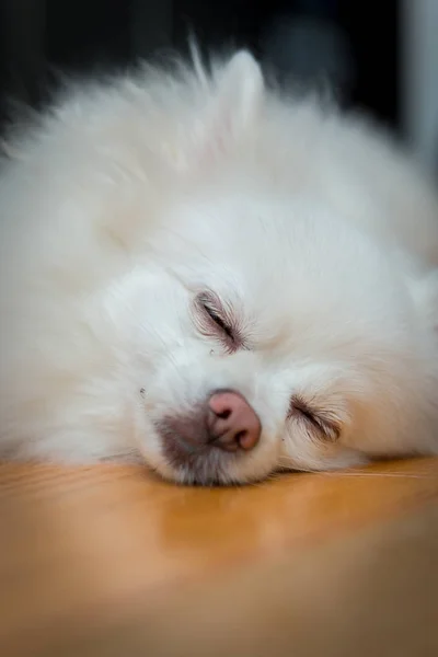 Cão pomerano branco — Fotografia de Stock